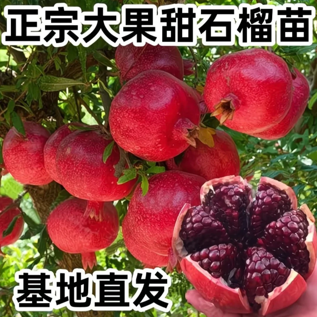 软籽石榴树苗突尼斯无籽甜石榴苗南北方种植耐寒高产当年结果大苗