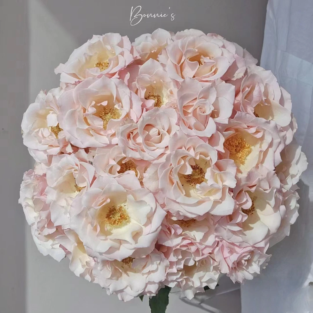 【卓夫特】高品稀有多头玫瑰 玖枝花优选基地直发鲜切花儿