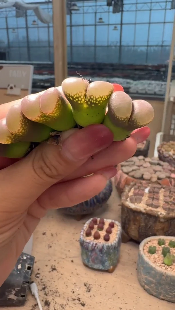 妙*佳9-103多肉植物肉锥荔枝窗