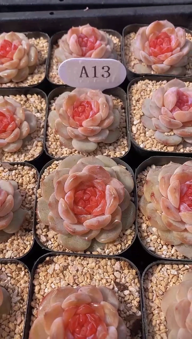 【闪购商品】A13-粉色蜜汁（量拍）