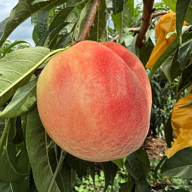 顺丰包邮 四川惊夏脆桃 酸甜可口新鲜毛桃子应季孕妇水果 3/5斤