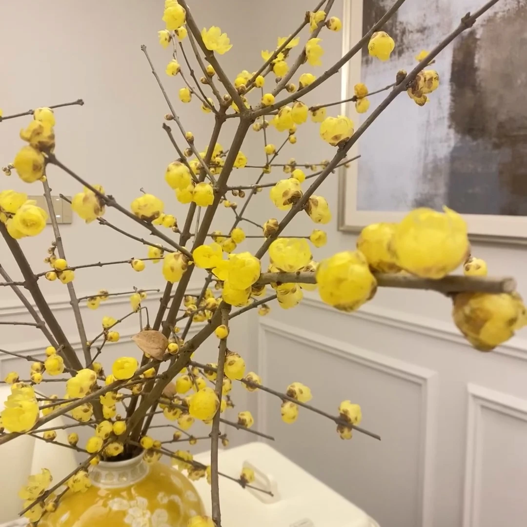 素心腊梅3枝50CM