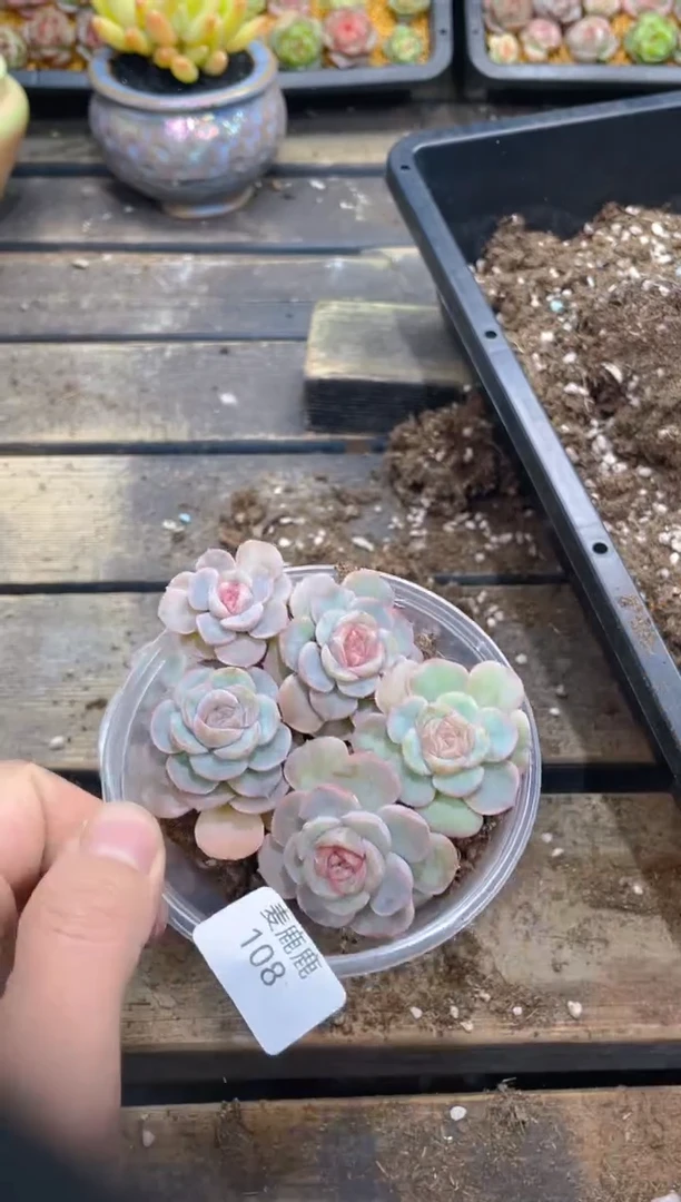 108孤品      量拍