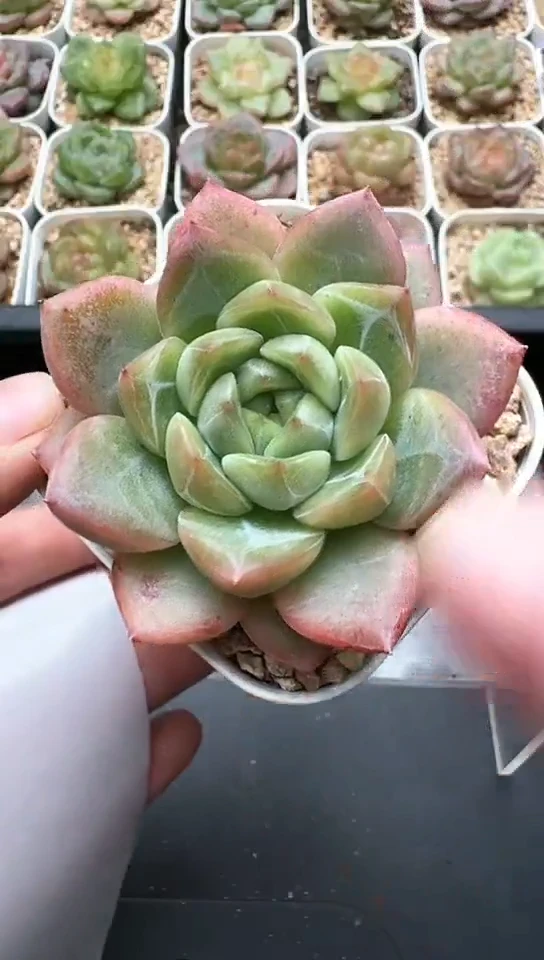 518F云禹多肉植物 默认脱土纸巾打包 3颗包邮