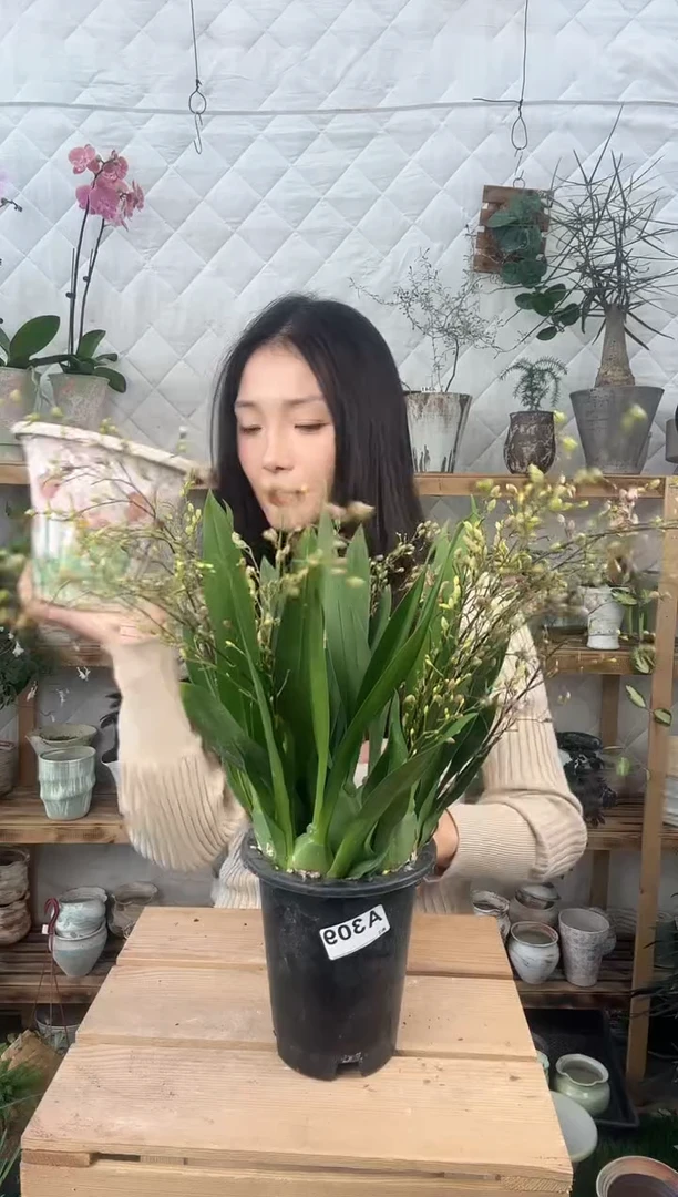 无花朵309文心兰育苗盆