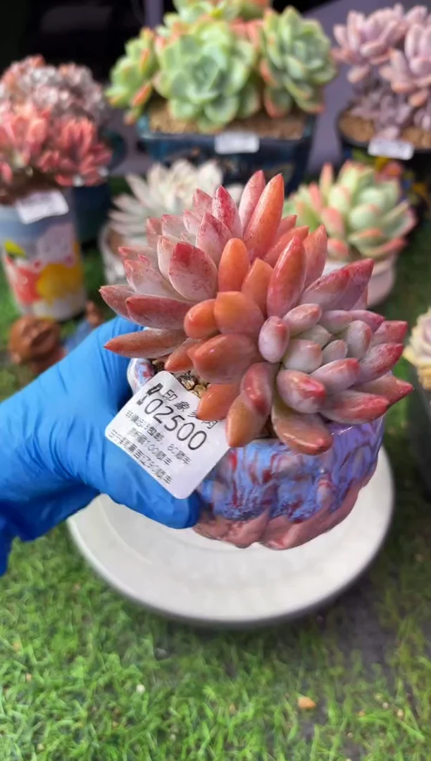 昆明印象多肉02500