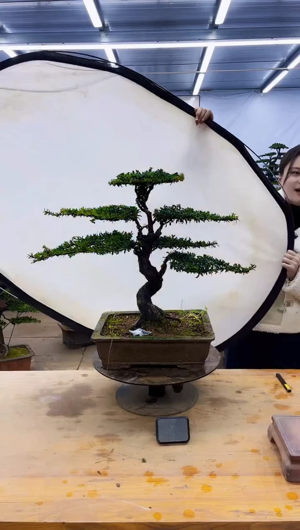 【闪购商品】高端盆景一物一拍，所见即所得