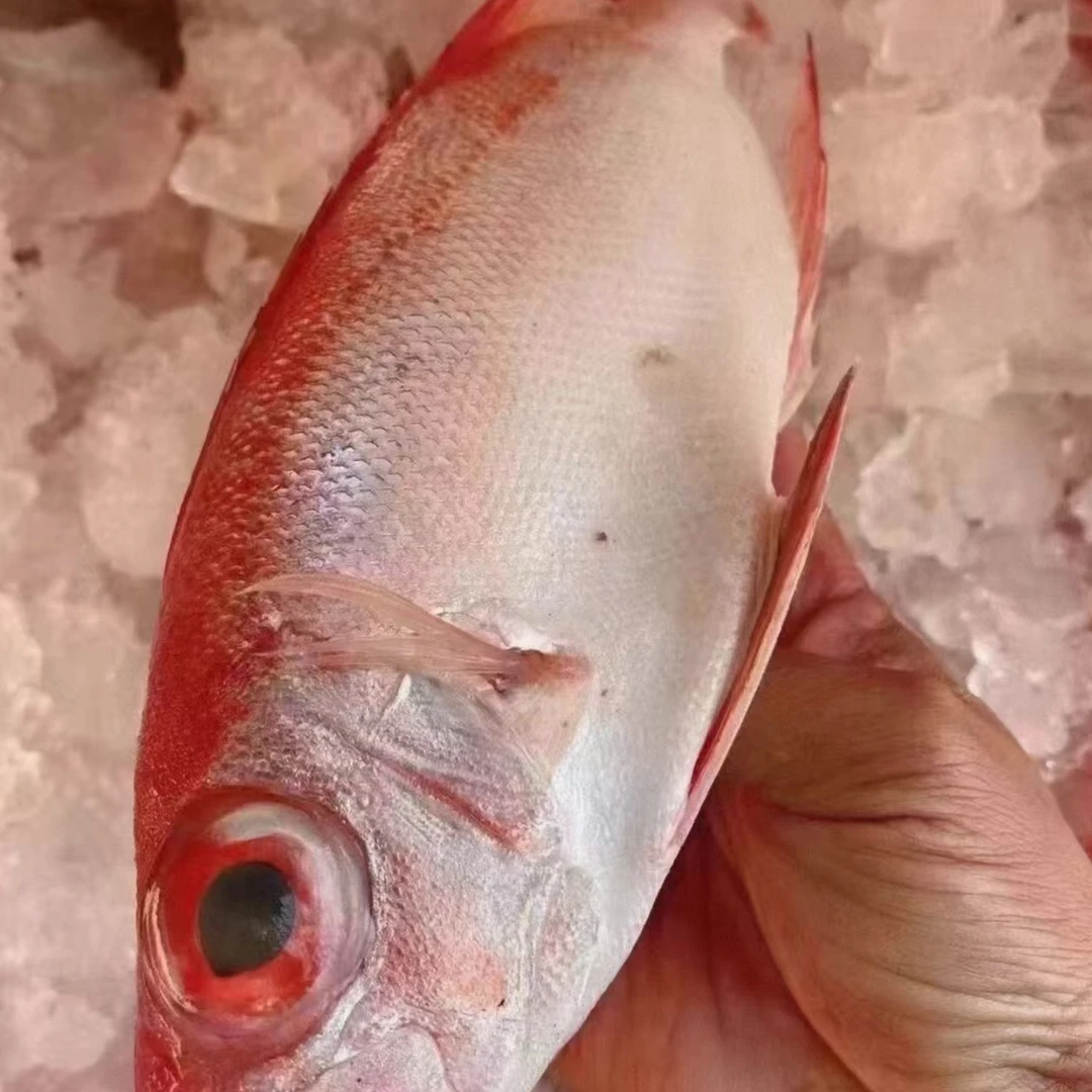 1野生红目连神泉本港直发