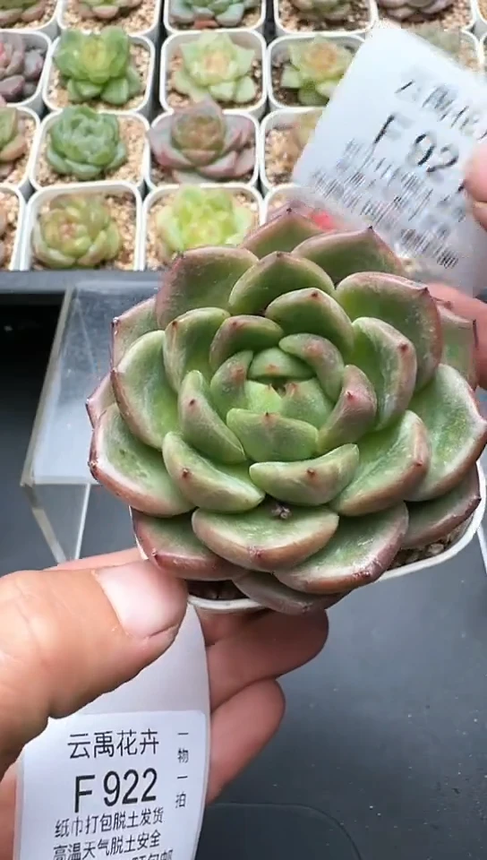 921F云禹多肉植物 默认脱土纸巾打包 3颗包邮