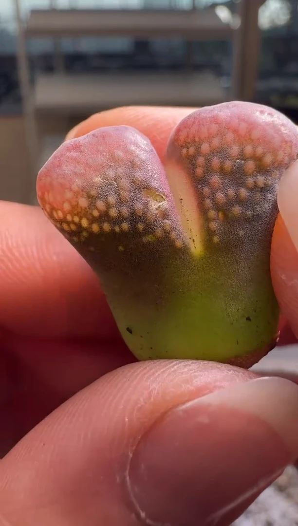 8-579多肉植物肉锥