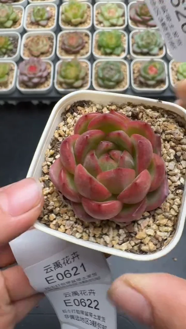 620E云禹多肉植物 带盆土纸巾打包 3颗包邮
