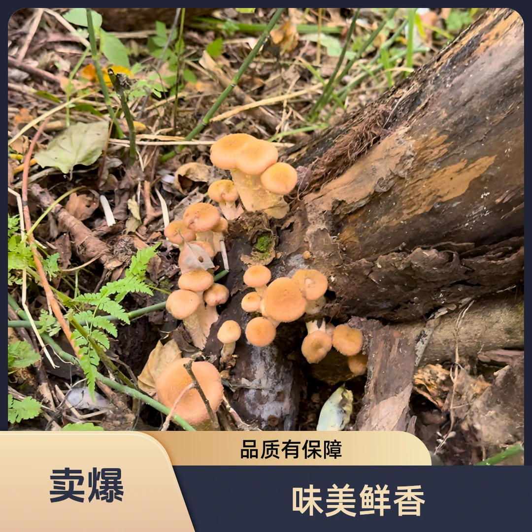 东北榛蘑牙榛蘑丁【自然晾晒】【家人可以试吃10克.不满意可以退货.】