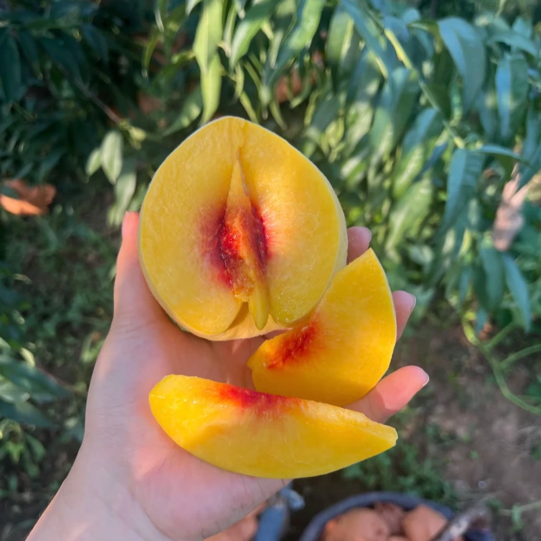 湖南锦绣黄桃 高山锦绣黄桃  新鲜现摘 顺丰包邮