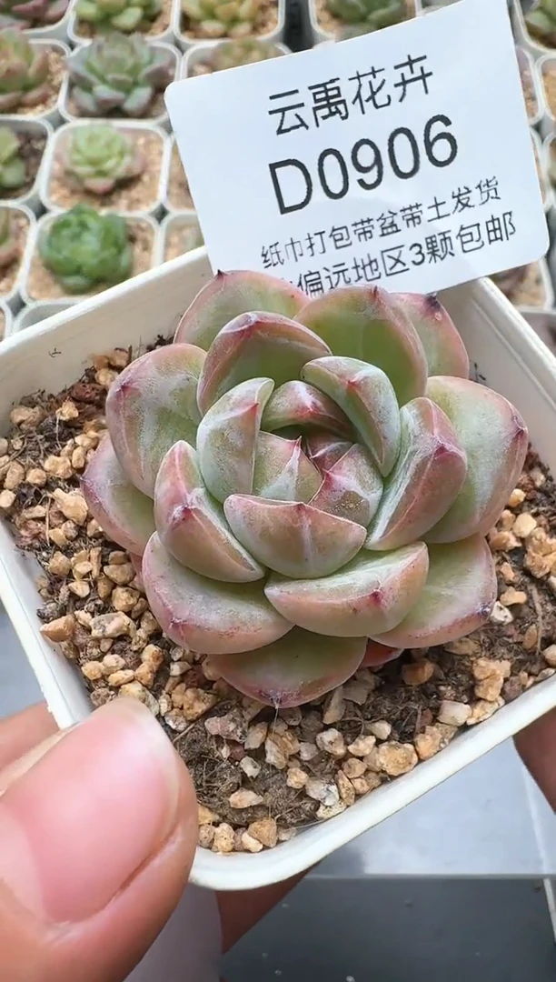 906D云禹多肉植物 带盆土纸巾打包 3颗包邮