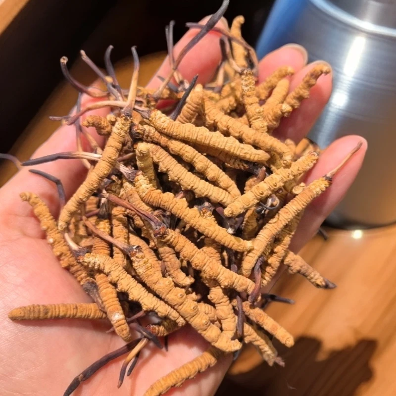 正宗2025精品干冬虫夏草头期小黄牙