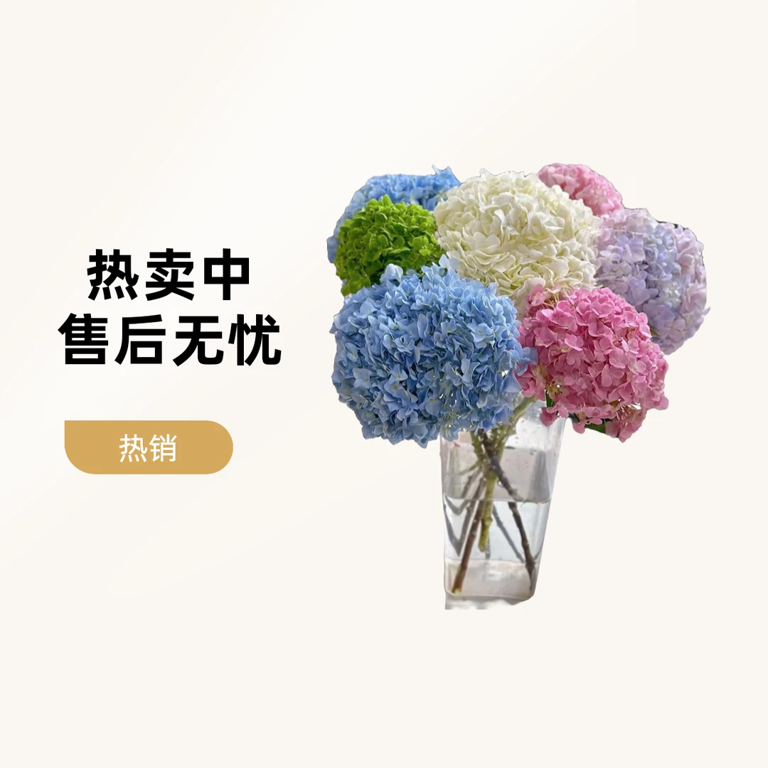 【绣球花】鲜花批发花店摆地摊专用家居办公室水养鲜花云南直发