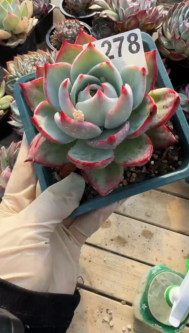 F278惊鸿仙子（裸根发货）（微瑕）