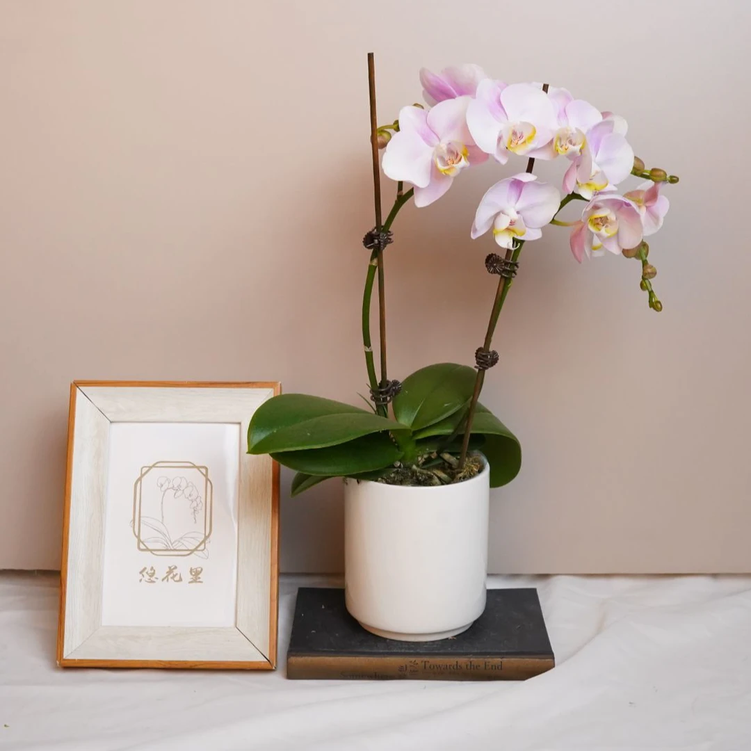 《明兰基地》蝴蝶兰（天使）带花带花苞发货