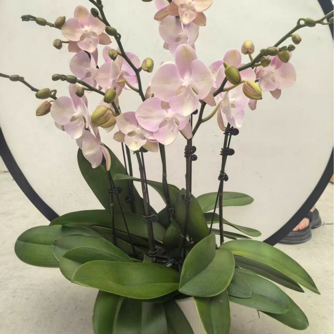 威尼斯蝴蝶兰带花带花苞发货室内种植观赏好养易活