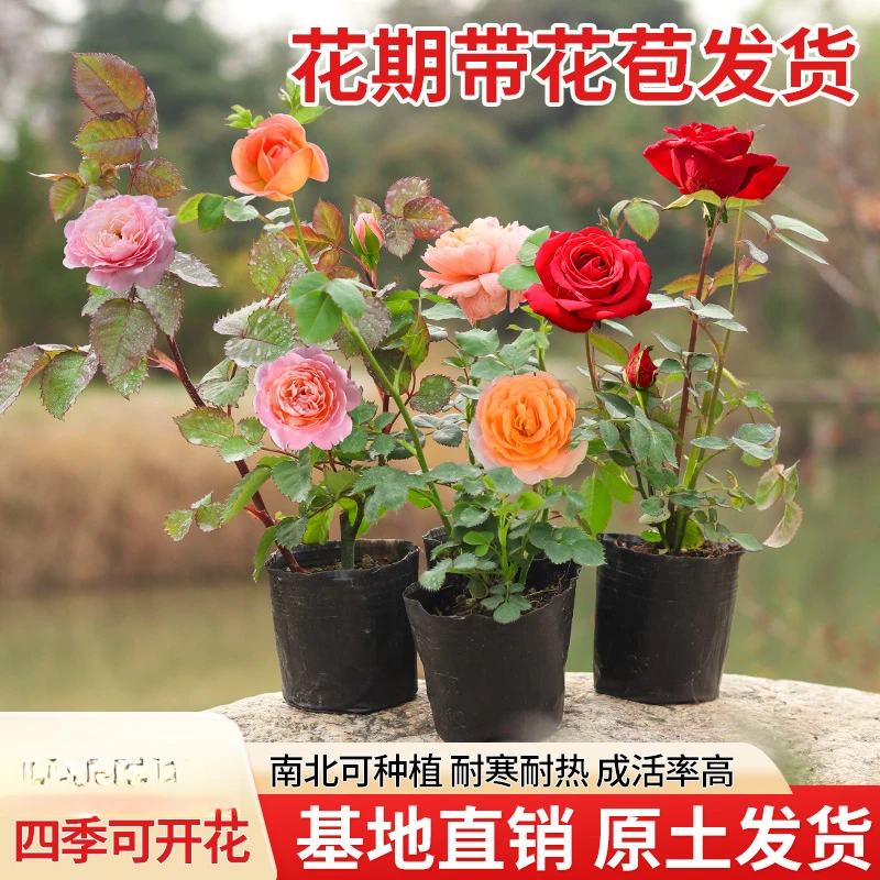 月季花苗四季开花带花苞特大花卉爬藤小苗室内外阳台盆栽蔷薇玫瑰