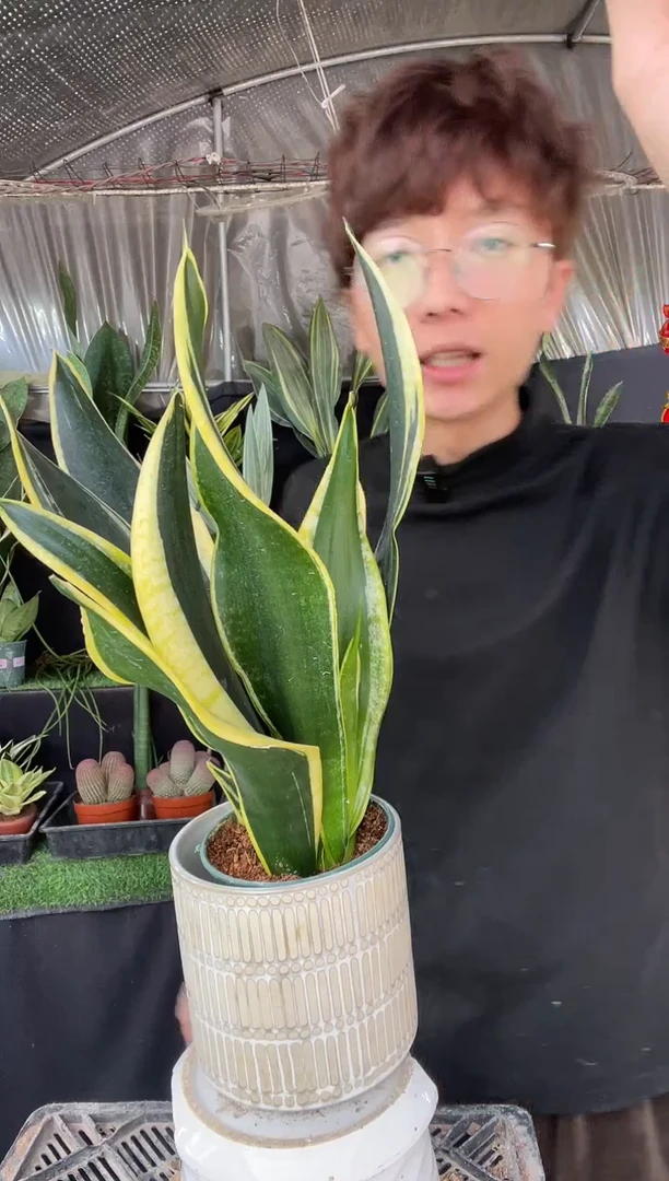 【闪购商品】霸王兰带盆土9.9