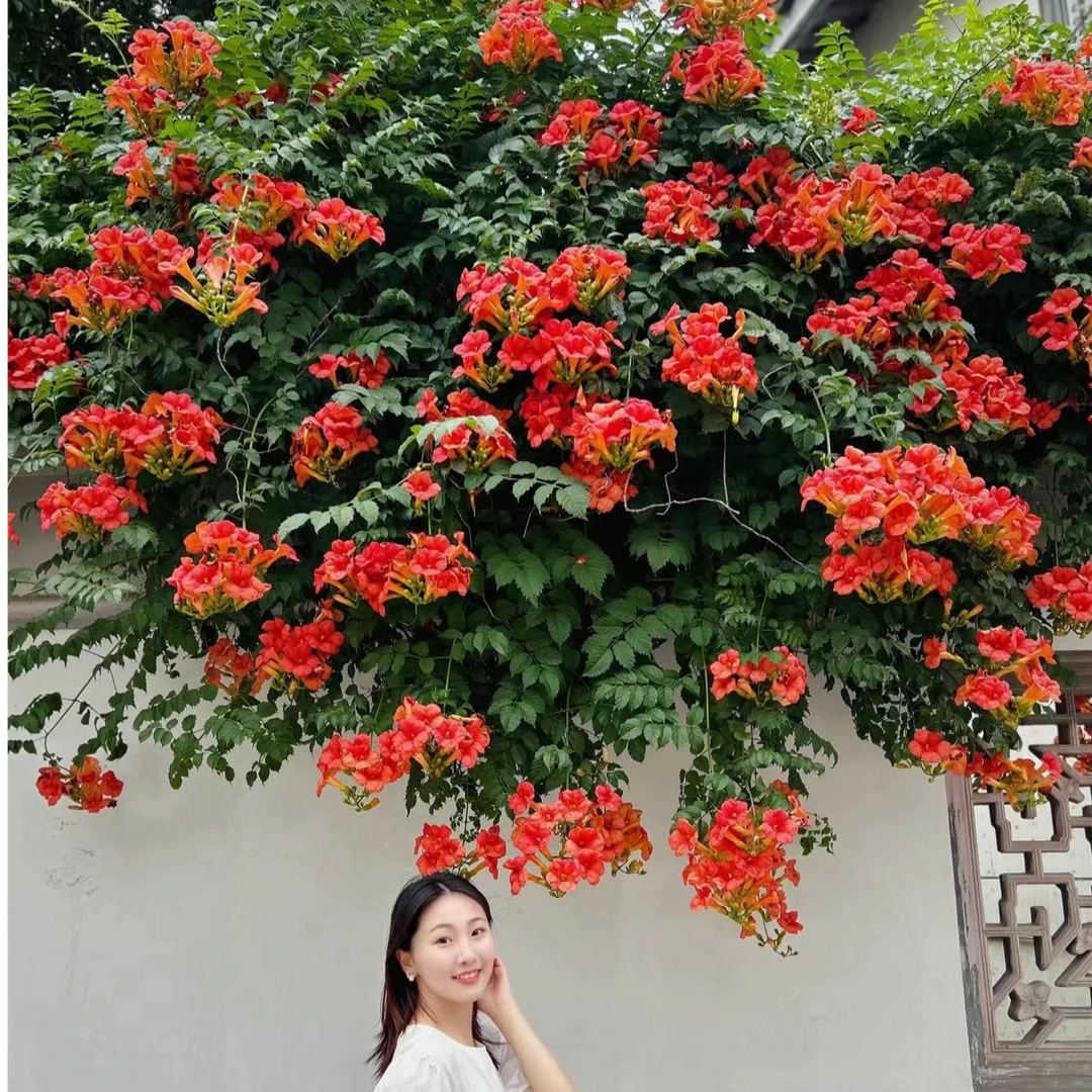 耐寒凌霄花苗爬藤植物多季开花卉大苗绿植盆栽庭院阳台炮仗花紫藤