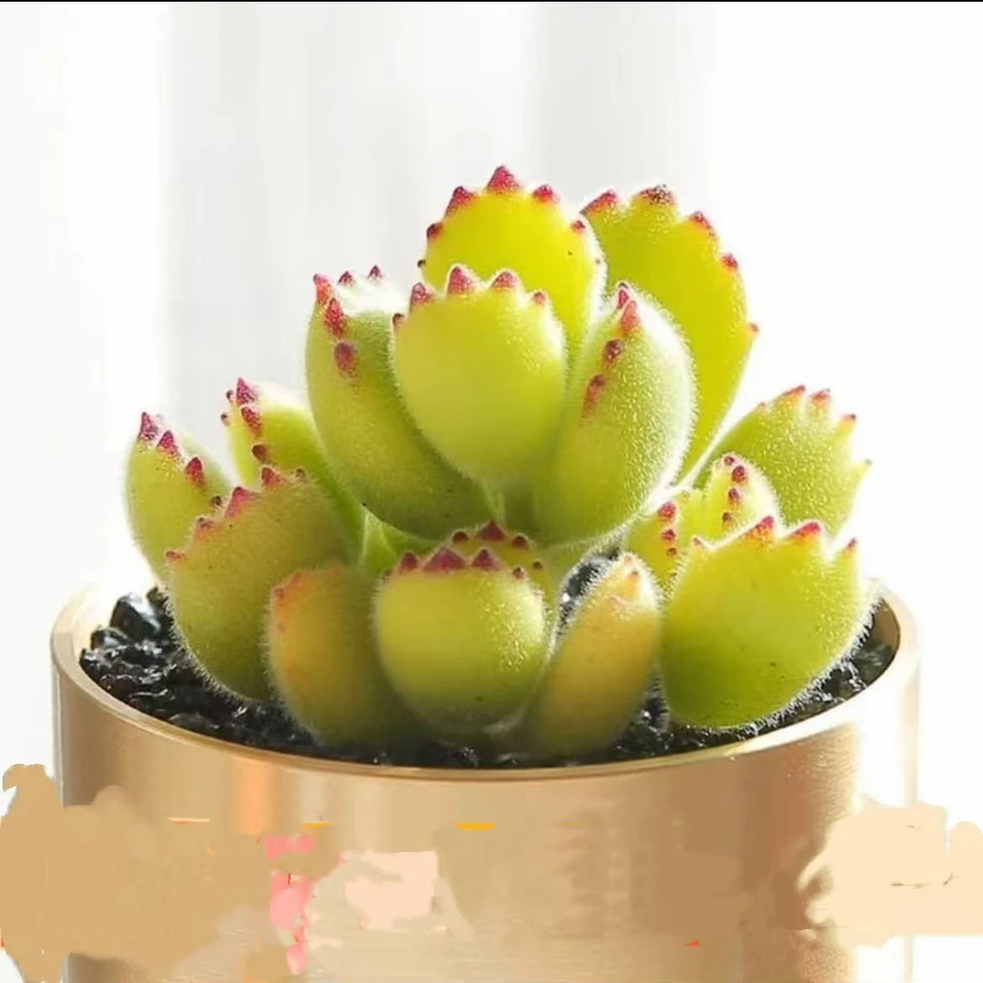 熊童子多肉植物5-6cm【带塑料盆】
