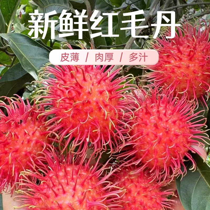 海南保亭红毛丹新鲜水果毛荔枝当季热带水果整箱保亭产地空运发货