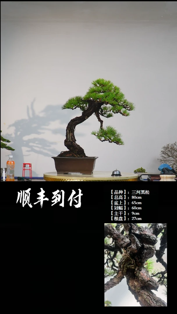【闪购商品】·z457三河黑松bubaoyou