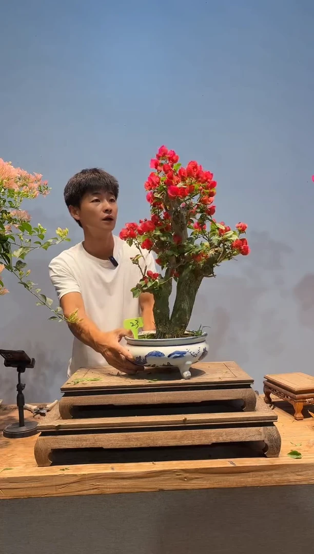 无花朵三角梅专场一物一拍23