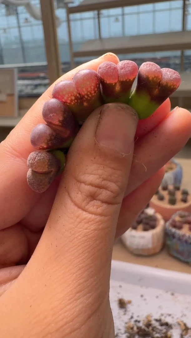 28-64多肉植物肉锥