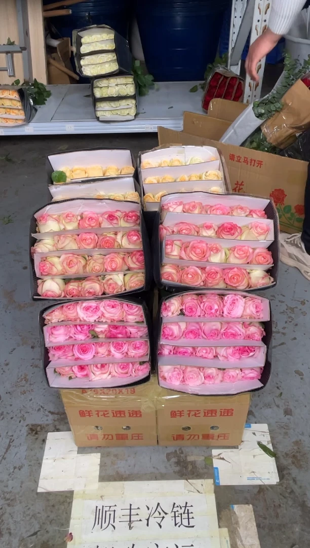 艾沙20枝+洛神20枝+香槟20枝