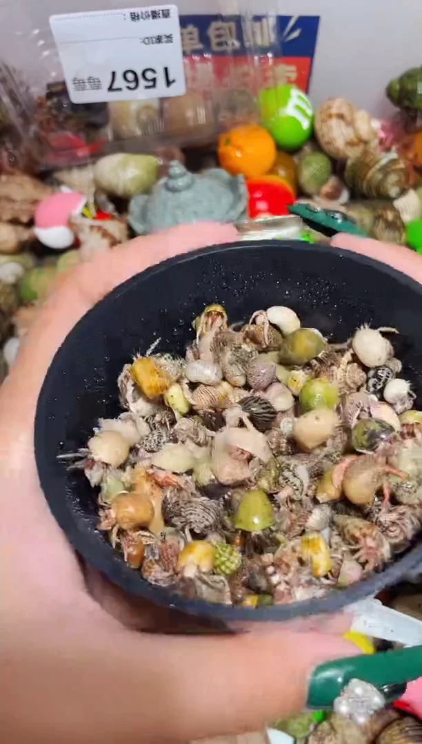 陌派甄选寄居蟹1569