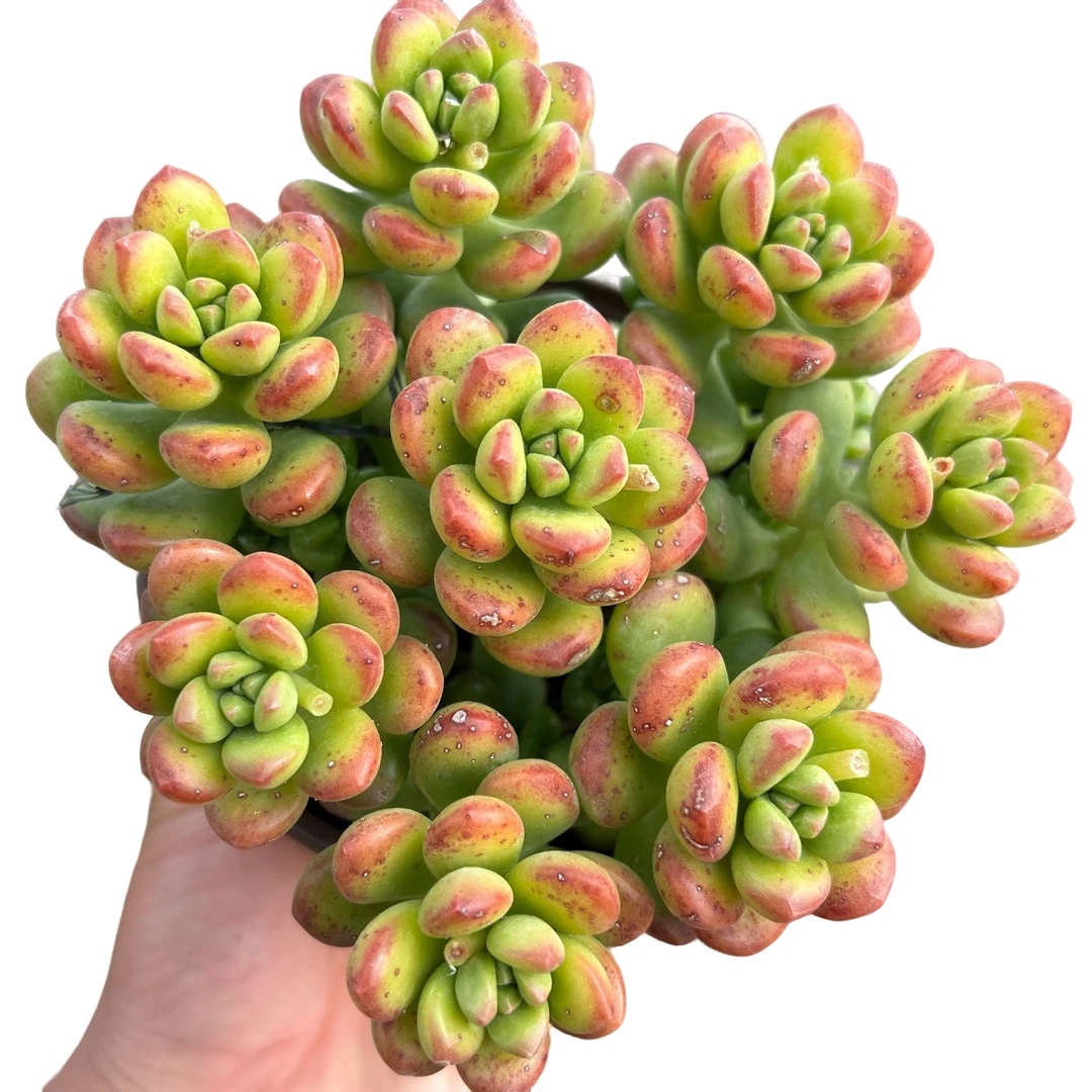 丸叶松绿带盆土 多肉植物室内绿植净化空气