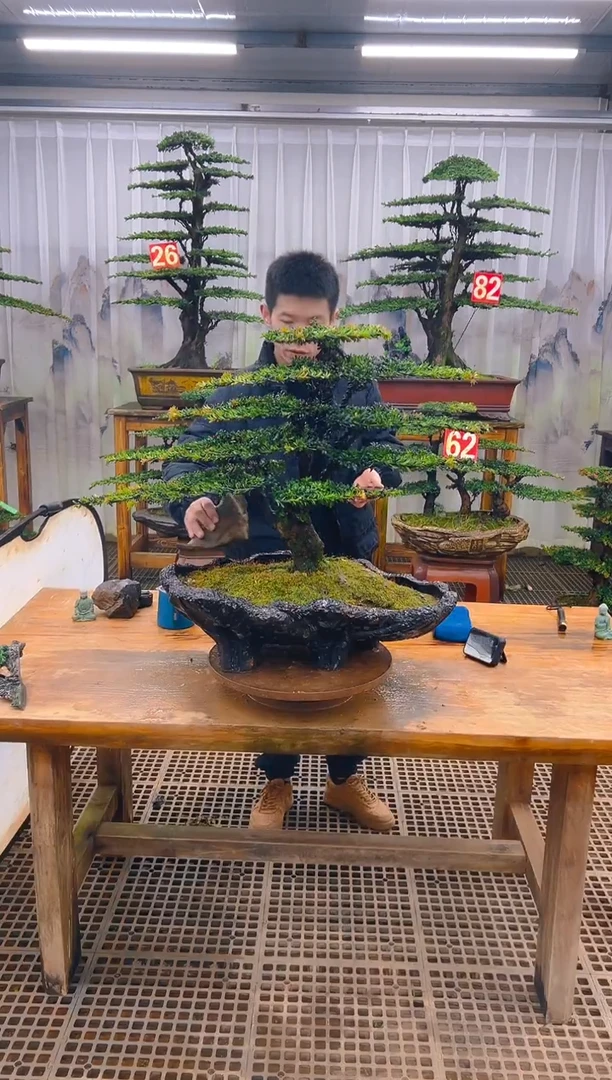 无花朵精品盆景直播间一物一拍