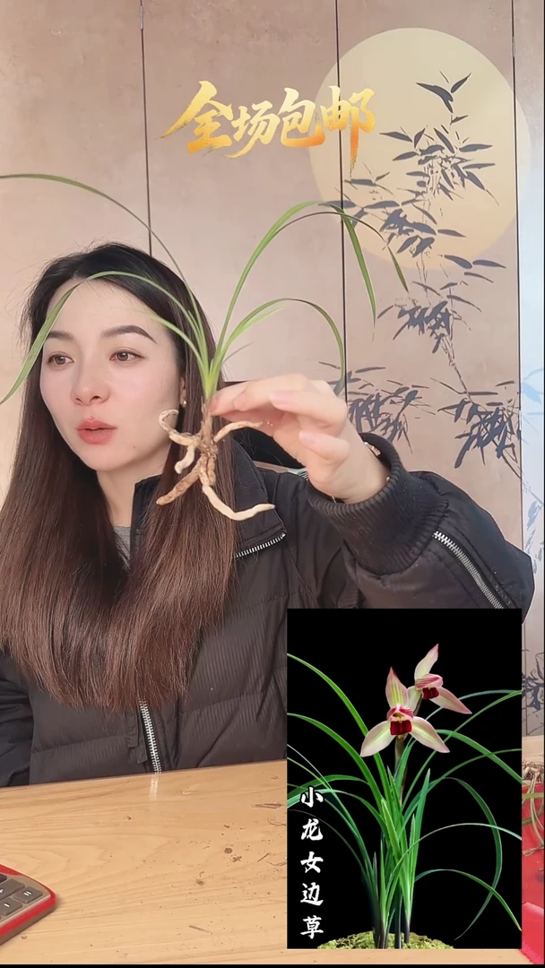 当前无花栽培后可以开花：小龙女边草