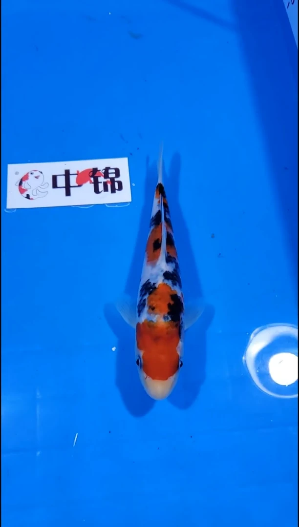锦鲤【251213-09】大正三色 18公分 不详 寄养至26年5月
