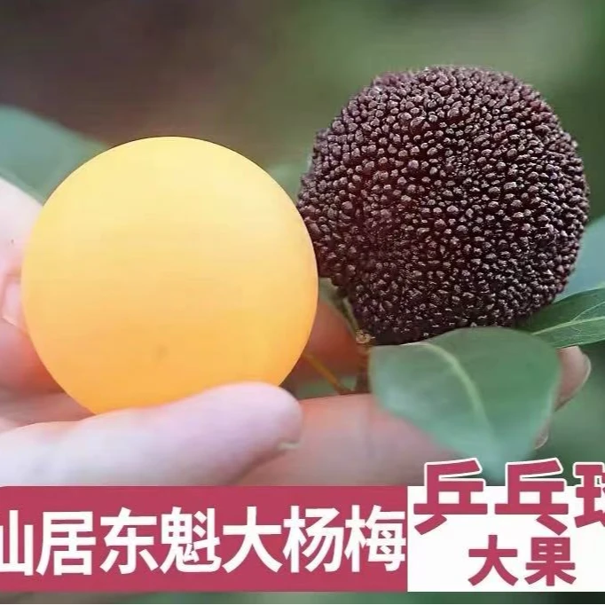 10A【东魁】仙居东魁杨梅孕妇水果新鲜采摘现发冷链坏果包赔酸甜杨梅同城送浙江省