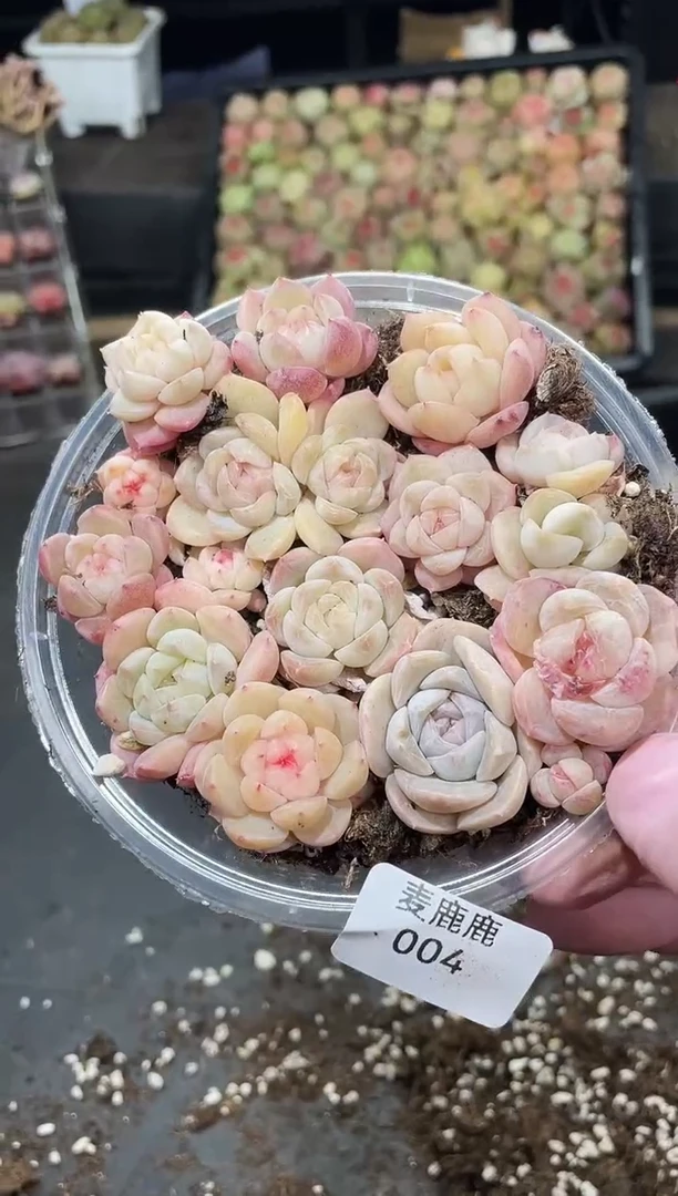 004台柱子      量拍