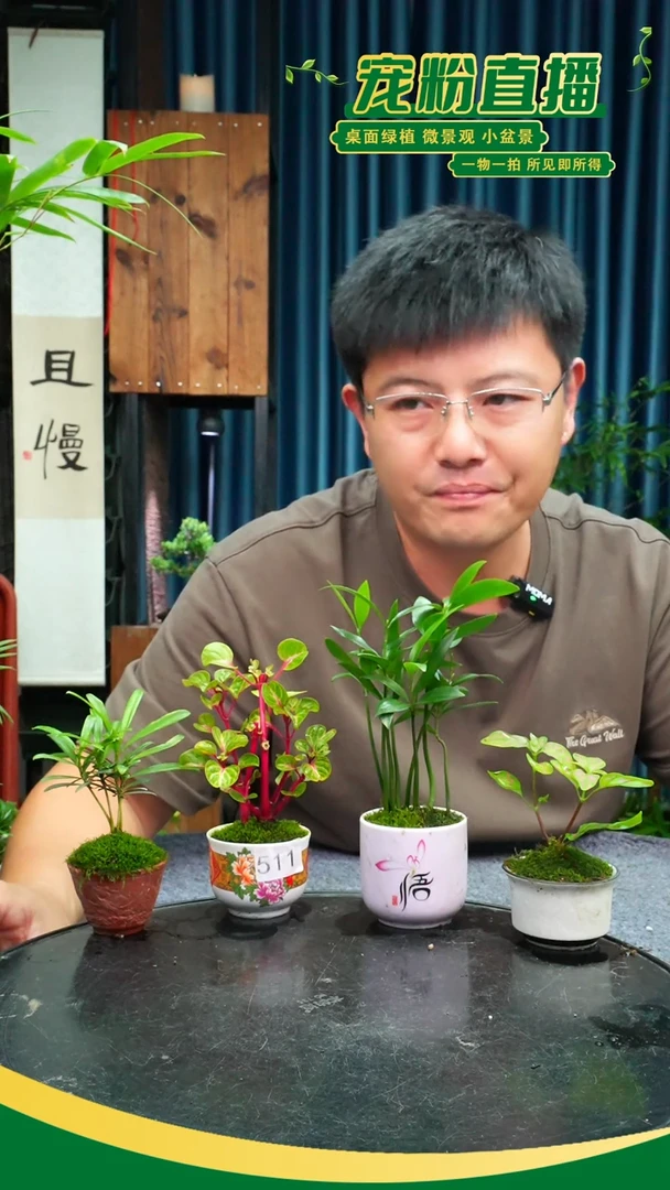 无花朵??苔藓微景观511号