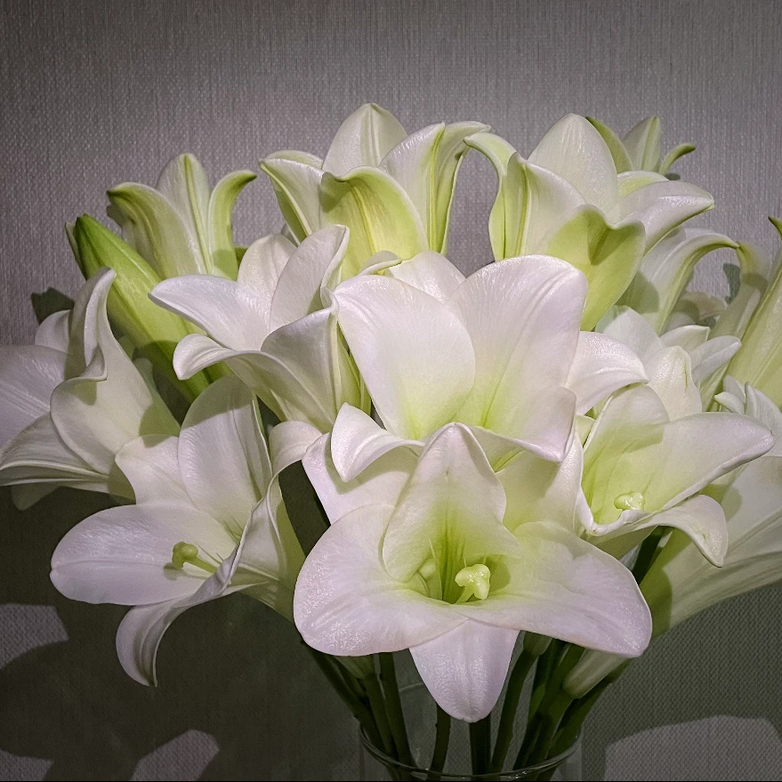 【白铁炮】A级单瓣香水百合上色好包装大家庭鲜插花 顺丰直发