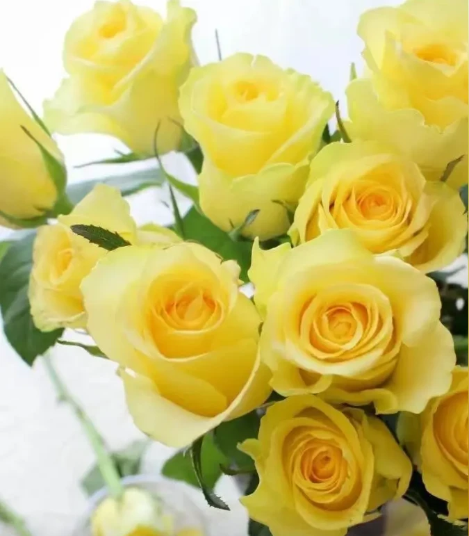 【浪漫沙滩鲜花】云南基地直发只卖高品质！！！