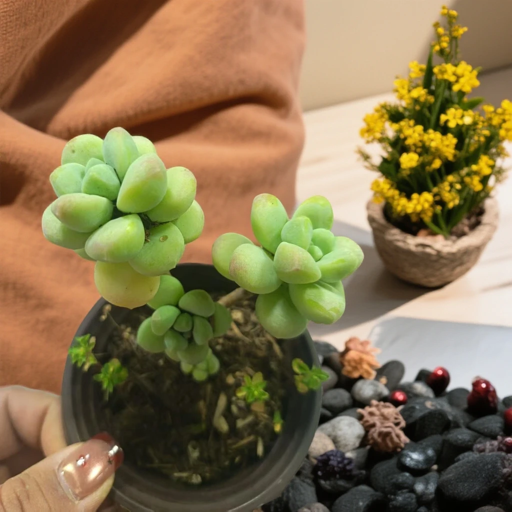 【天使之泪】(拼满15元包邮)室内盆栽净化绿植盆栽大棚多肉