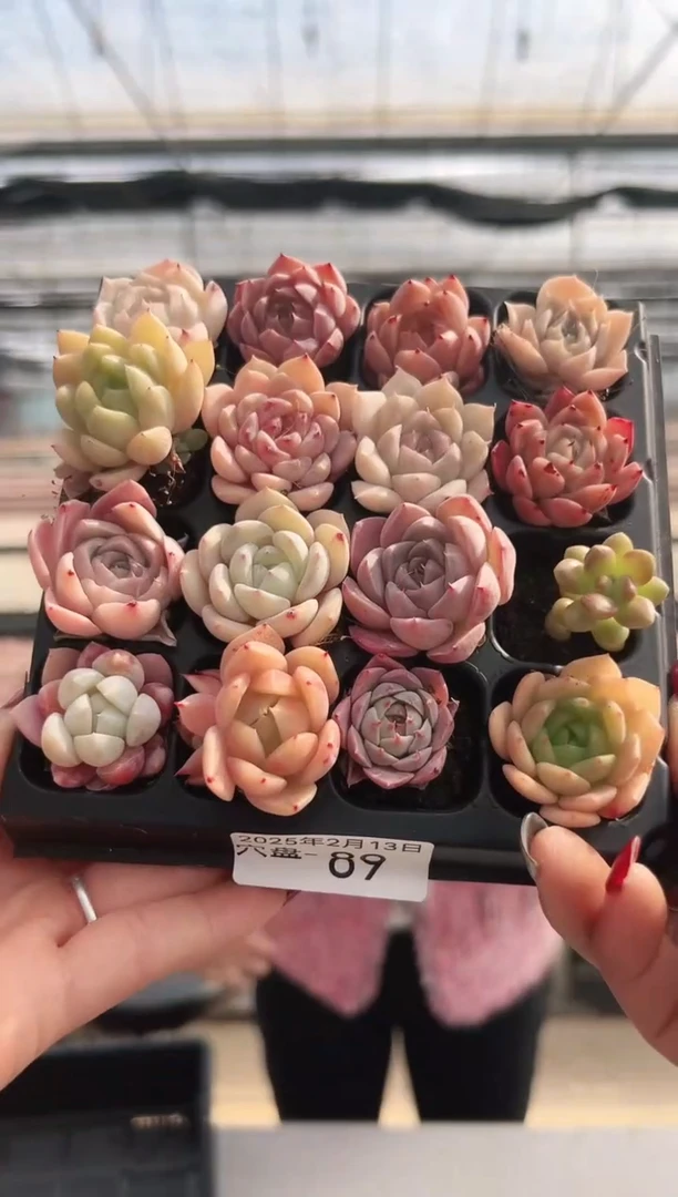 【闪购商品】穴盘-89