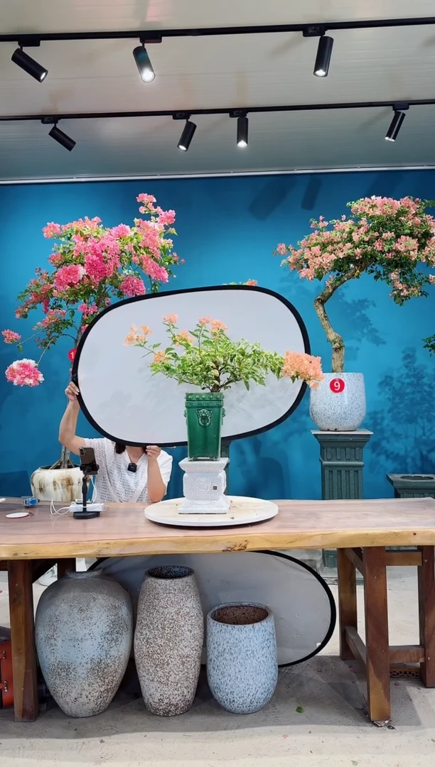 全部花朵金边马斯三角梅