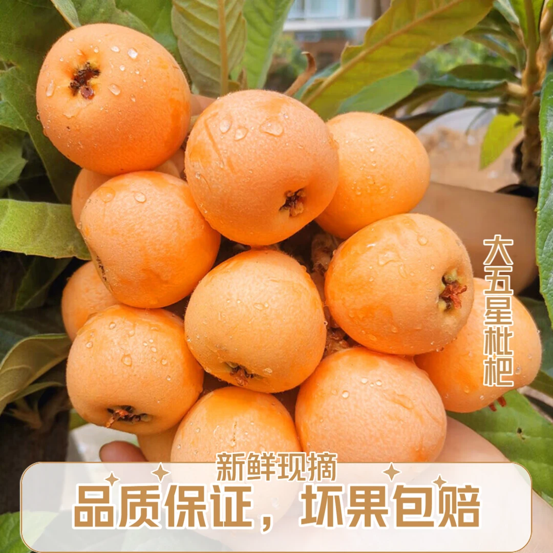 【坏果包赔】枇杷鲜果四川大五星枇杷皮薄肉厚孕妇新鲜米易水果包邮