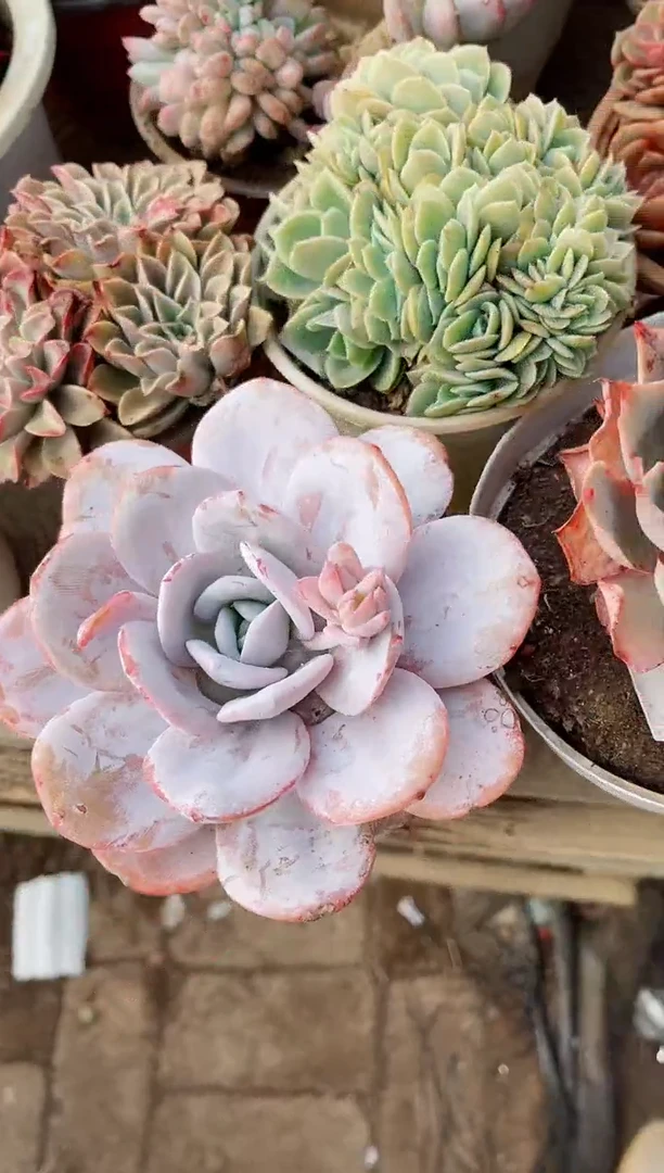 【闪购商品】14150