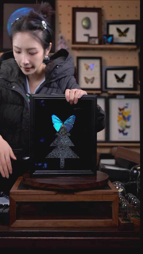 西风闪蝶标本摆件