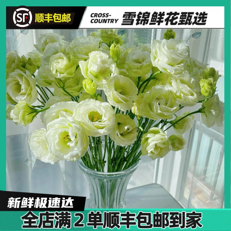 【洋桔梗】鲜花春日限定小众花材云南生活鲜花基地直发超长花期