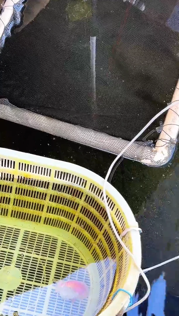 金鱼管水娃娃渔场观赏鱼兰寿金鱼 不包邮
